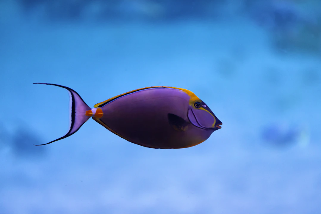 abu dhabi national aquarium